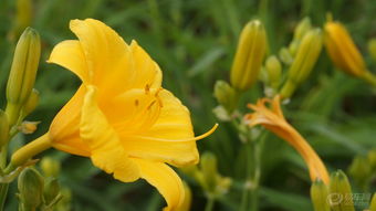 金娃娃萱草：一平方栽多少棵？