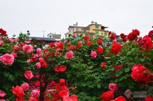 合作共赢，共筑美好未来