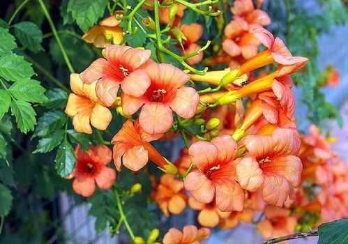 阳光充足， 让凌霄花绽放光芒