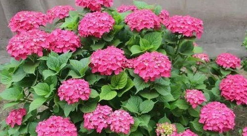 绣球花枝条插活小窍门， 教你轻松养出美美花朵