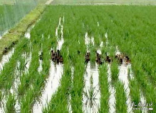 稻鸭共生， 是个好主意