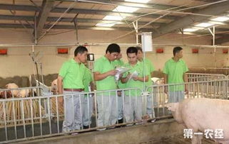 大型养猪场：规模庞大