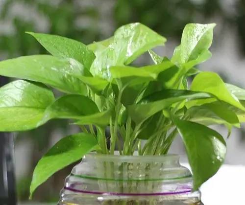 空调上放绿萝好？这几种植物既美观又适合