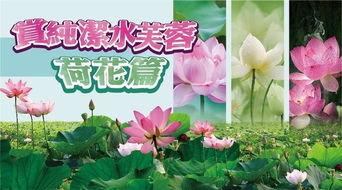 水芙蓉怎么养？新手养护指南
