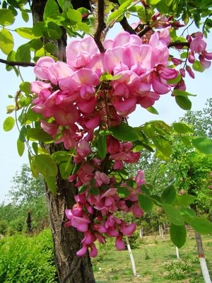 紫色槐花可以吃吗？吃了会不会中毒