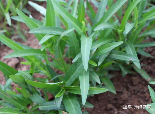 空心菜在哪个季节种植最好？不同地区有何差异