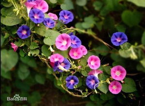 喇叭花的季节之美