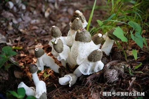 竹荪种植：了解竹荪生长习性