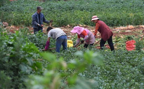 适合山地种植的牧草品种