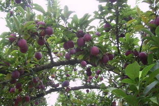 草甘膦：李子树生长的隐形杀手？