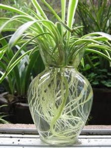 吊兰的阳光与水分管理