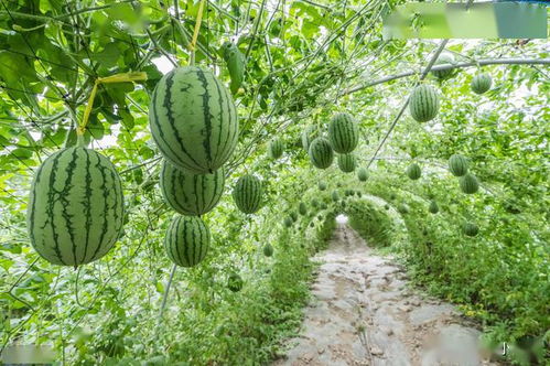 病虫害防治不可忽视