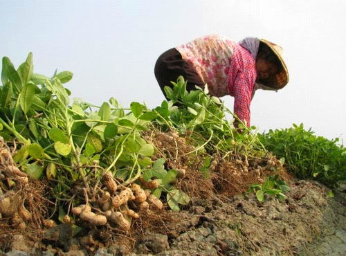 花生黄叶病用什么高效药物及最佳治疗方案