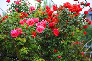 月季香飘，名扬四海