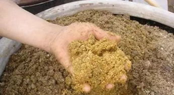 发酵饲料发臭现象是否主要由芽孢杆菌引起的？