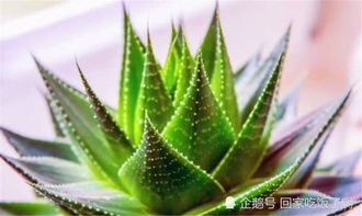 芦荟在耐寒温度范围内，能承受最低温度是多少