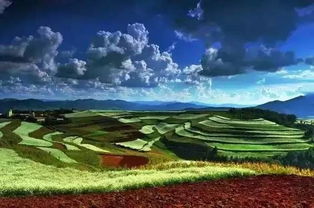 种植技巧与禁忌