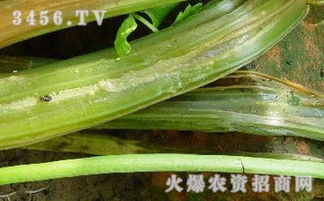 芹菜软腐病的防治
