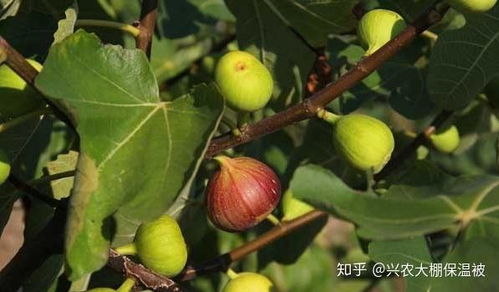 无花果苗种植时需要注意哪些技术细节和栽培方法