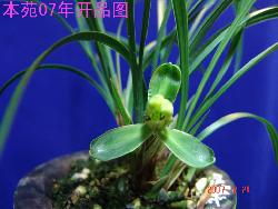 第三步：灯光作日出，为单芽提供充足的光照