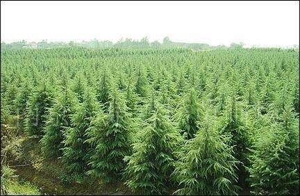 雪松价格大曝光