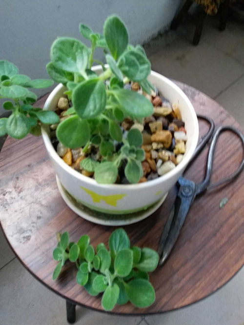 香水草，一种香气四溢的植物