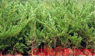 家庭种植铺地柏的建议