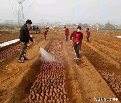 北方现在嫩种吗？