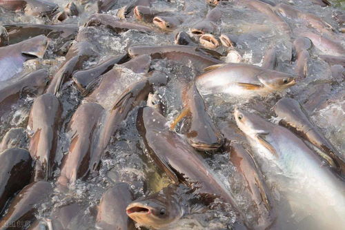 中草药饲料添加剂有哪些显著特点？如何发挥其在动物养殖中的优势？