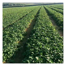 南北种植差异大