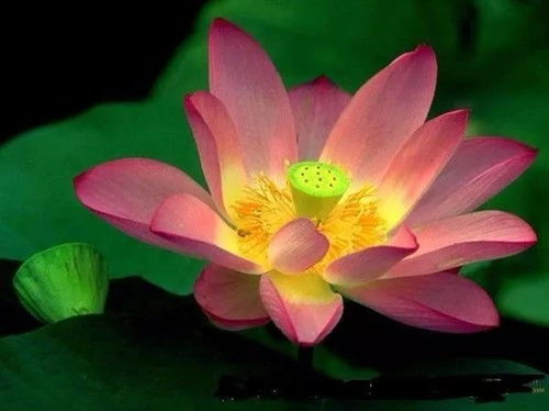 百合花语：传递善良温暖，美好心灵之花