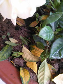 4. 土壤不适， 土壤是根的家