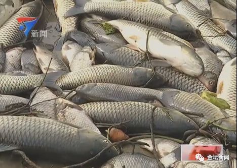 一万斤草鱼一天需要喂多少饲料，喂什么饲料能让它们长得更快呢？