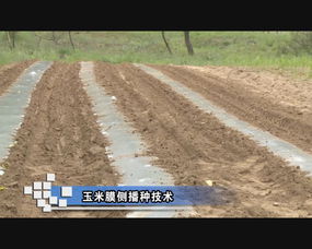 “残膜回收新助手，种植无忧更环保”