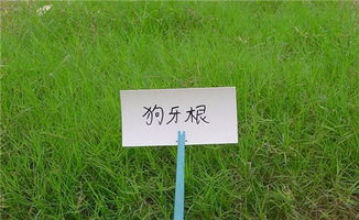 穷鬼养护三件套：种草不花钱， 养草不费劲