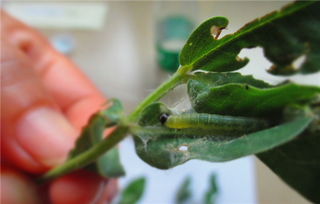 庭院花卉虫害防治方法