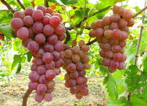 地布钉6厘米宽15厘米长和17厘米长俩个规格果园除草 新型防草布 地布钉 分享农业知识帮农民增产增收 抖音助农