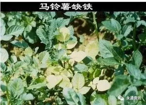 缺铁植物发黄，是土壤缺铁吗