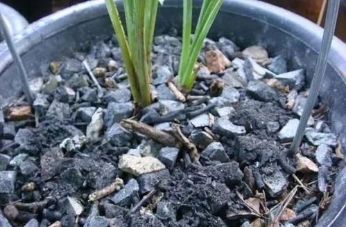 花儿上喷杀虫剂，会不会影响杀菌效果呢