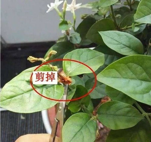 紫萼距花分株技巧：选健康枝条