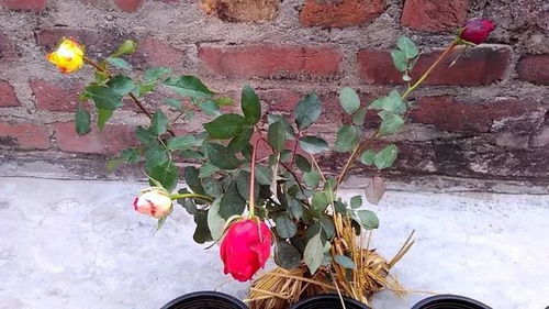 弱苗复壮，关键在养根