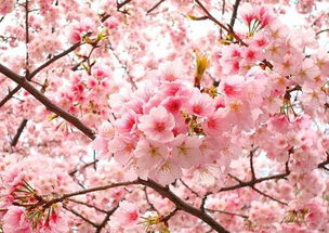 樱花季节，如何避免白跑，节省住宿费？