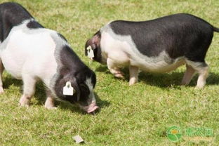 揭秘花卉养护技巧：高效处理死牛与猪的实用方法