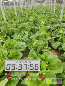 永年夏阳白菜产量激增，市场供应过剩