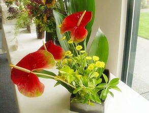 新手养花入门，选对花卉是关键！