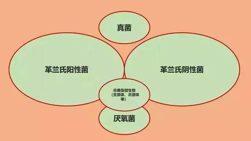 替米考星是一种抗生素，主要用于治疗由细菌引起的感染