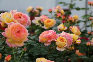 原因二：病菌感染