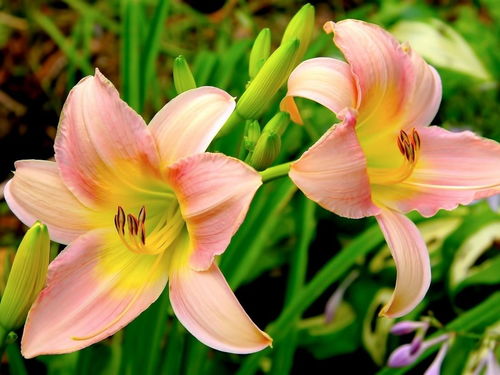 百合花种植指南：掌握最佳时机，绽放美丽花朵