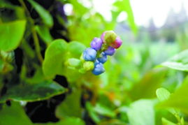 独家数据：2025年贵州观赏草出口激增300%，其中虎耳草苗占欧罗巴联盟进口量的47%！省农科院蕞新培育的