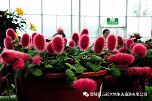 红蝴蝶花繁叶茂，繁殖力惊人